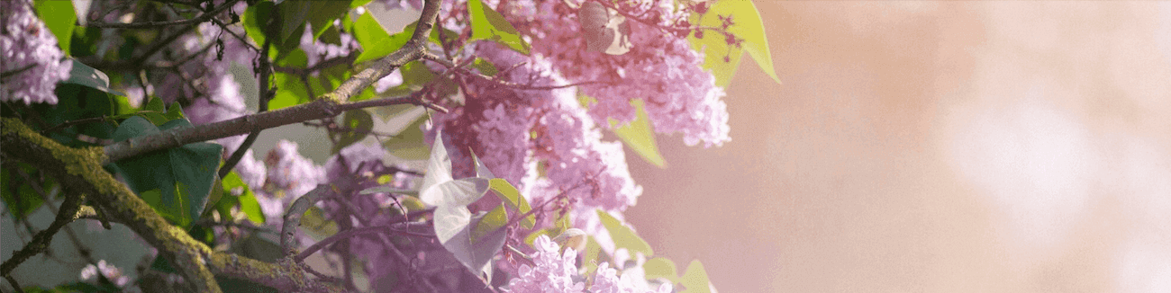 Parfemi s mirisom jorgovana Parfemi s mirisom jorgovana