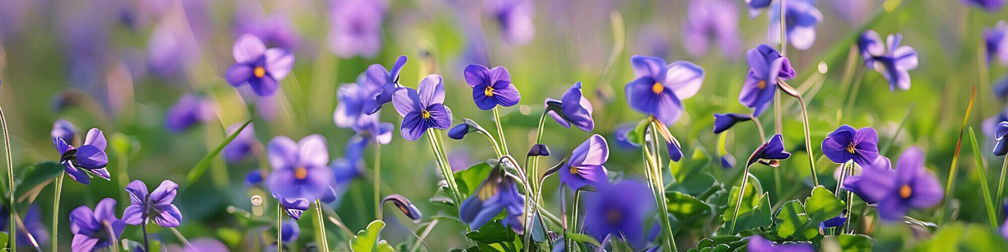 Parfemi s mirisom ljubičice Parfemi s mirisom ljubičice